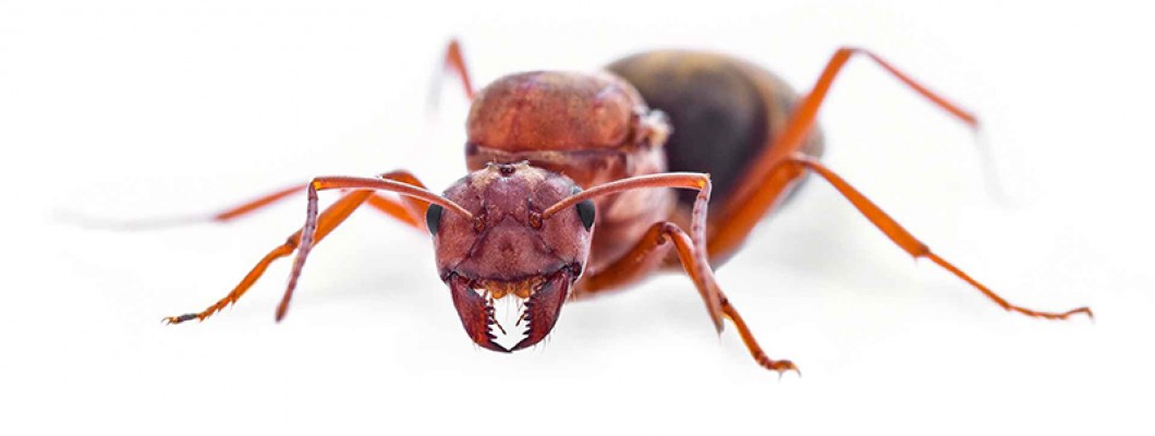 آیفون ممکن است در آینده با الهام از دندان مورچه ساخته شود!