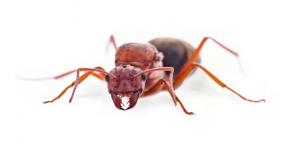 آیفون ممکن است در آینده با الهام از دندان مورچه ساخته شود!