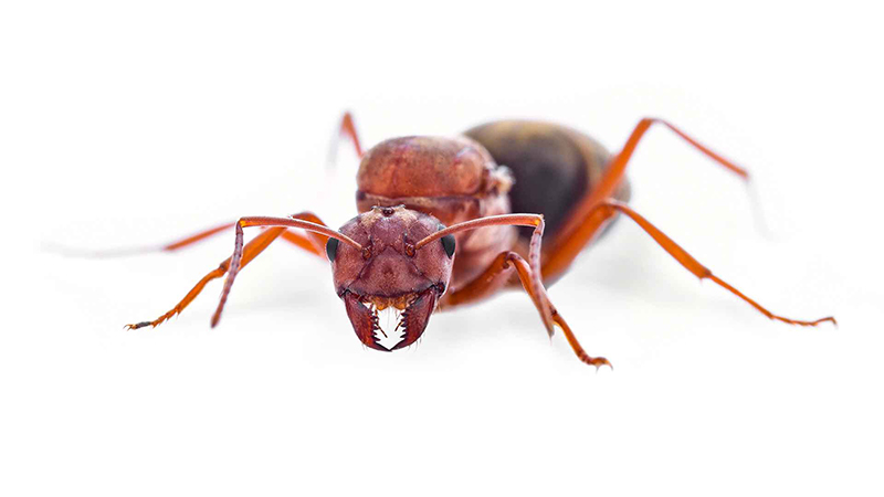 آیفون ممکن است در آینده با الهام از دندان مورچه ساخته شود!